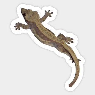 crested gecko Sticker